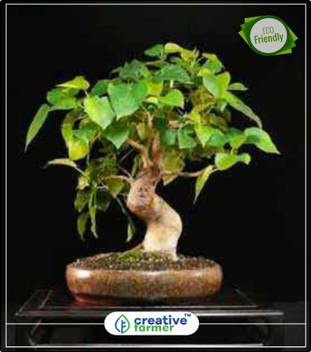 creative farmer Evergreen Tree Seeds Ficus Religiosa - Pipal 50 Seeds Plant  Seeds Bonsai Tree Seeds Tree Bonsai Seeds Kitchen Garden Plant Seeds  10Indoor, Outdoor Kitchen Garden Plant Seeds Seed Price in