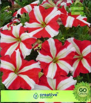 Wallpaper Creative Farmer Petunia Ultra Star Variety Seed Price In India Free HD