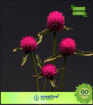 Creative Farmer Vadamalli Gomphrena Seed Price In India Buy Creative Farmer Vadamalli Gomphrena Seed Online At Flipkart Com