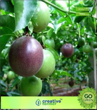 Get Wallpaper Creative Farmer Seeds Of Fruits Tropical Purple Passion Fruit For iPhone