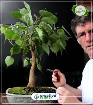 Creative Farmer Sacred Fig Ficus Religiosa Arayal Seed Packets Bonsai Tree Seeds Tree Bonsai Seeds Kitchen Garden Plant Seeds 10indoor Outdoor Kitchen Garden Plant Seeds Seed Price In India Buy