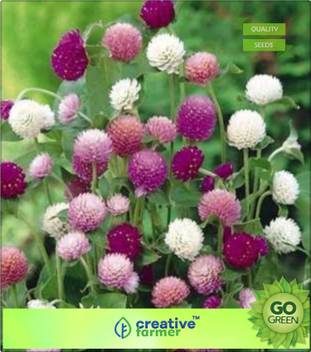 Creative Farmer Vadamalli Gomphrena Seed Price In India Buy Creative Farmer Vadamalli Gomphrena Seed Online At Flipkart Com Kalabhavan mani vada mallipoovu alla francesca alta brigitte lesne armes amours o flours des flours riccashae she loved her madly clock in the house time gents please grisha. flipkart