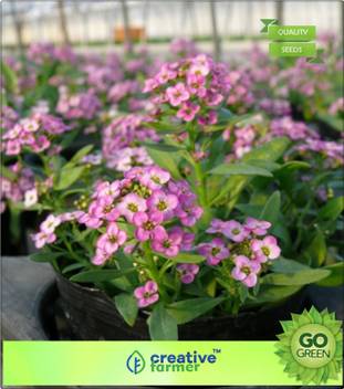 Creative Farmer Sweet Alyssum Seed Price In India Buy Creative