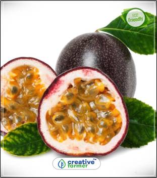 Get Wallpaper Creative Farmer Fruit Seeds Passion Fruit Plant Seeds Healthy Desktop Wallpaper Free