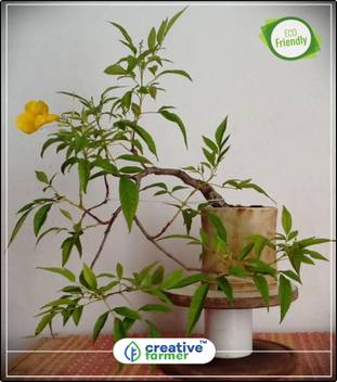 Creative Farmer Trumpet Vine Family Garden Flower Seeds For All Season Bonsai Plant Garden Flower Seeds Flower Bonsai Seeds Kitchen Garden Plant Seeds 10indoor Outdoor Kitchen Garden Plant Seeds Seed Price In