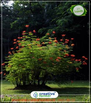 Creative Farmer Ornamental Tree Seeds Pathimugham Kerala Ayurvedic
