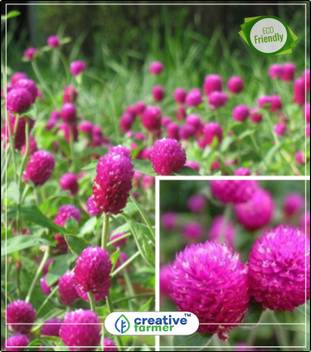 Shop 360 Garden Live Plant Globe Amaranth Makhmali Vadamalli Gomphrena Globosa Flower Plant 1 Healthy Live Plant Amazon In Garden Outdoors