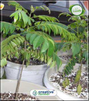 Creative Farmer Seeds For Curry Leaves Seeds For Curry Leaves Garden Plant Seeds Fruit Bonsai Seeds Kitchen Garden Plant Seeds 10Indoor, Outdoor Kitchen Garden Plant Seeds Seed Price in India - Buy Creative Farmer Seeds For Curry Leaves Seeds For Curry Leaves Garden Plant Seeds Fruit Bonsai Seeds Kitchen Garden Plant Seeds 10Indoor, Outdoor Kitchen Garden Plant Seeds Seed Price in India - Buy