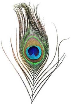 Choti Traders Peacock Mor Pankh Feather Tails Decorative Showpiece