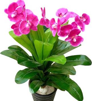 Nema Perennial Orchid Flower Seeds Pink Seed Price In India Buy Nema Perennial Orchid Flower Seeds Pink Seed Online At Flipkart Com