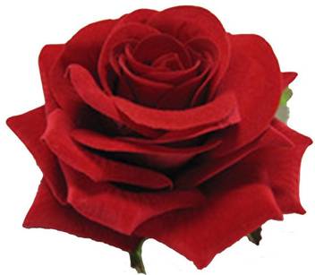 Cbcollection Red Velvet Rose Hair Flower Clip And Pin Brooch Pack Of 2 Pieces By Silky Hair Clip Price In India Buy Cbcollection Red Velvet Rose Hair Flower Clip And Pin