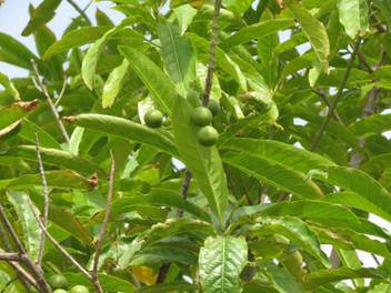 Nelesa Gardening Live Rudraksha Plant Price In India Buy Nelesa Gardening Live Rudraksha Plant Online At Flipkart Com Rudraksha and yantra locket available in different size and shapes. nelesa gardening live rudraksha plant