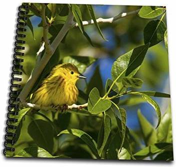 3drose Yellow Warbler In Tree Near Augusta Montana Usa Drawing Book 8 By 8 Db 189979 1 Yellow Warbler In Tree Near Augusta Montana Usa Drawing Book 8 By 8 Db 189979 1 Shop