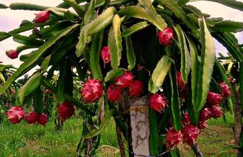 Siam Garden Dragon Fruit Live Plant Small Sapling Plant Price In