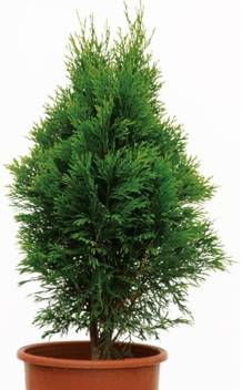 Bhajanlal Greenery Platycladus Morpankhi Plant Price In India Buy Bhajanlal Greenery Platycladus Morpankhi Plant Online At Flipkart Com