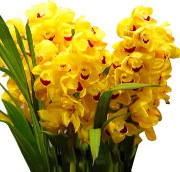 Nema Yellow Erythema Cymbidium Faberi Orchid Seed Price In India Buy Nema Yellow Erythema Cymbidium Faberi Orchid Seed Online At Flipkart Com