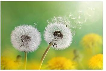 Amazingdeal 5d Full Drill Diamond Diy Dandelion Painting For Home