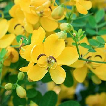 Iagri Farm Avarampoo Cassia Auriculata Avaram Senna Dried Flower Seed Price In India Buy Iagri Farm Avarampoo Cassia Auriculata Avaram Senna Dried Flower Seed Online At Flipkart Com Online class knowledge of herbal plants. iagri farm avarampoo cassia auriculata