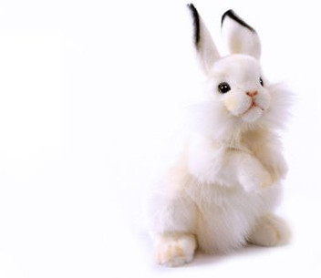 hansa bunny