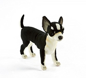 hansa chihuahua