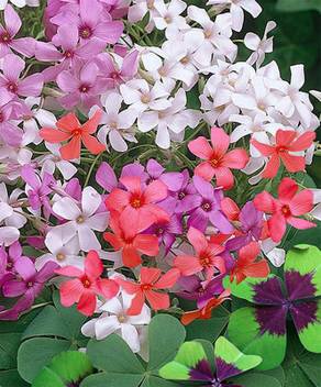 Meadows Oxalis Flower Bulbs Mix Packs Of 30 Pcs Flower Bulbs Not Seeds Gardening Flower Bulbs For Home Garden Balcony Garden Kitchen Garden Outdoor Plants Bulbs Seed Price In