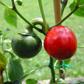 Trothic High Yield Hybrid Hot Cherry Bomb Peppers Pepper Chili