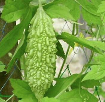 Trothic High Yield Hybrid Rare Bitter Gourd/Bitter melon Vegetable ...