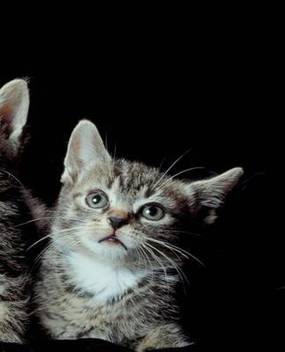 School Composition Book Three Cute Kittens Cat Photo 130 Pages Buy School Composition Book Three Cute Kittens Cat Photo 130 Pages By Journals Distinctive At Low Price In India Flipkart Com