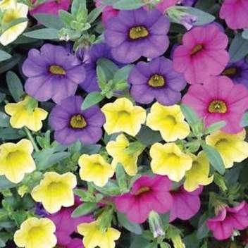 Wallpaper Nelesa Gardening Petunia Seed Price In India Buy Nelesa For iPhone