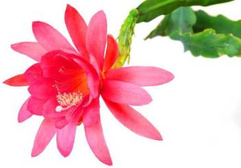Kolkata Orchid Online Orchid Plant Price In India Buy Kolkata Orchid Online Orchid Plant Online At Flipkart Com