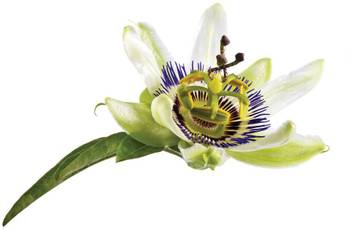 Get Wallpaper Siam Garden Passiflora Incarnata Live Plant Price In India Buy Free