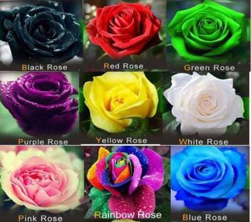 Rosemerc Variety Beautifull Rose Seeds 81 Seeds Seed Price In India Buy Rosemerc Variety Beautifull Rose Seeds 81 Seeds Seed Online At Flipkart Com
