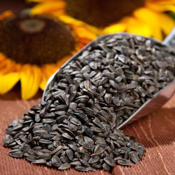 Pet Care Black Sunflower Seeds For Birds Love Birds Budgies Finches Conures Nuts 0 12 Kg Dry Adult Bird Food Price In India Buy Pet Care Black Sunflower Seeds For Birds Love Birds Budgies Finches Conures Nuts 0 12 Kg Dry