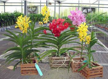 Siam Garden Orchid Plant Price In India Buy Siam Garden Orchid Plant Online At Flipkart Com