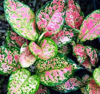 Kolkata Orchid Online Orchid Plant Price In India Buy Kolkata Orchid Online Orchid Plant Online At Flipkart Com