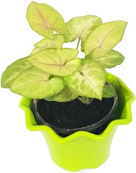 Rgdecor Syngonium Plant Price In India Buy Rgdecor Syngonium Plant Online At Flipkart Com Oni byli takie zhe, kak rastenie v nashem sadu. rgdecor syngonium plant price in india