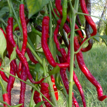 spicy pepper crocs