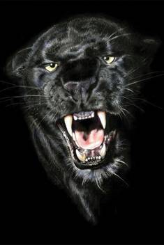 Black Panther Animal Poster Paper Print Decorative Posters In India Buy Art Film Design Movie Music Nature And Educational Paintings Wallpapers At Flipkart Com,Nature 4k Wallpaper Download For Mobile