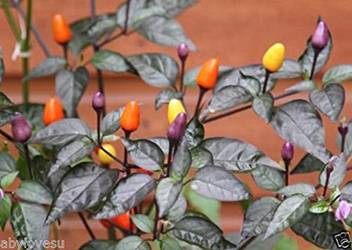 Trothic Gardens Bolivian Rainbow Chili Ornamental And Hot Chili Seeds Seed Price In India Buy Trothic Gardens Bolivian Rainbow Chili Ornamental And Hot Chili Seeds Seed Online At Flipkart Com