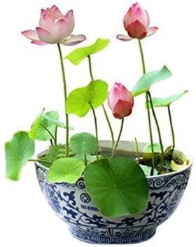 Rosemerc Lotus Seed Price In India Buy Rosemerc Lotus Seed Online At Flipkart Com