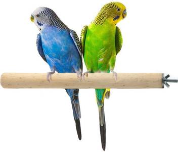 Anokhe Collections 8 Inches 20 Cm Natural Wood Perch Stand Toy Ideal For Senegal Parrot Poicephalus Light Weight Wooden Stick Training Aid For Bird Price In India Buy
