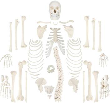 Mlabs Full Disarticulated Skeleton Human Anatomical Life Size 170cm Pvc Model Anatomical Body Model Price In India Buy Mlabs Full Disarticulated Skeleton Human Anatomical Life Size 170cm Pvc Model Anatomical Body Model Online With this coin we want to support the free will of all indian people. mlabs full disarticulated skeleton