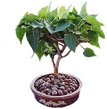 NV Ficus Plant Price in India - Buy NV Ficus Plant online at Flipkart.com NV Ficus Plant Price in India - Buy NV Ficus Plant online at Flipkart.com