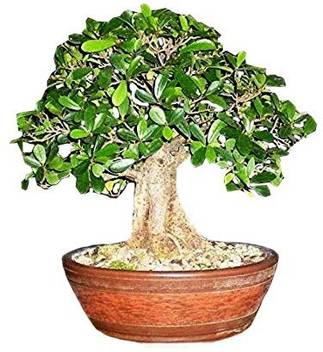 Nv Ficus Plant Price In India Buy Nv Ficus Plant Online At Flipkart Com