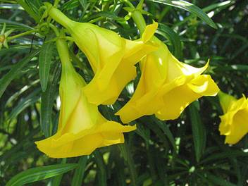 NV Kaner Plant Price in India - Buy NV Kaner Plant online at Flipkart.com