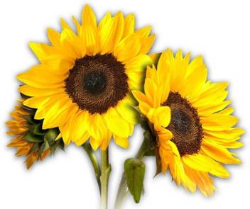Paudha Sunflower Seed Price In India Buy Paudha Sunflower Seed Online At Flipkart Com
