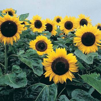 Paudha Sunflower Seed Price In India Buy Paudha Sunflower Seed Online At Flipkart Com