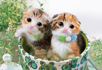 Apollo Kitty Cat Please Look At Us 300 Pcs Jigsaw Puzzle 48 614