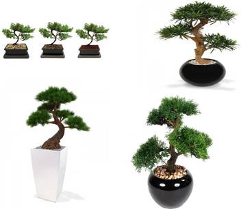 Pearl Pearl Bonsai Tree Mix Seeds Seed Price In India Buy Pearl Pearl Bonsai Tree Mix Seeds Seed Online At Flipkart Com
