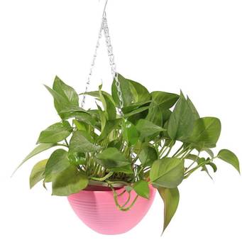 Antier Set Of 4 Plant Pots Hanging Basket Patio Pot Plastic Round Bowl Planter Plant Container Set Price In India Buy Antier Set Of 4 Plant Pots Hanging Basket Patio Pot